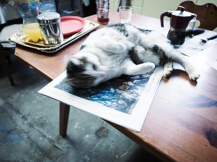 Un gatto riposa sul tavolo, tra libri e tazzine.